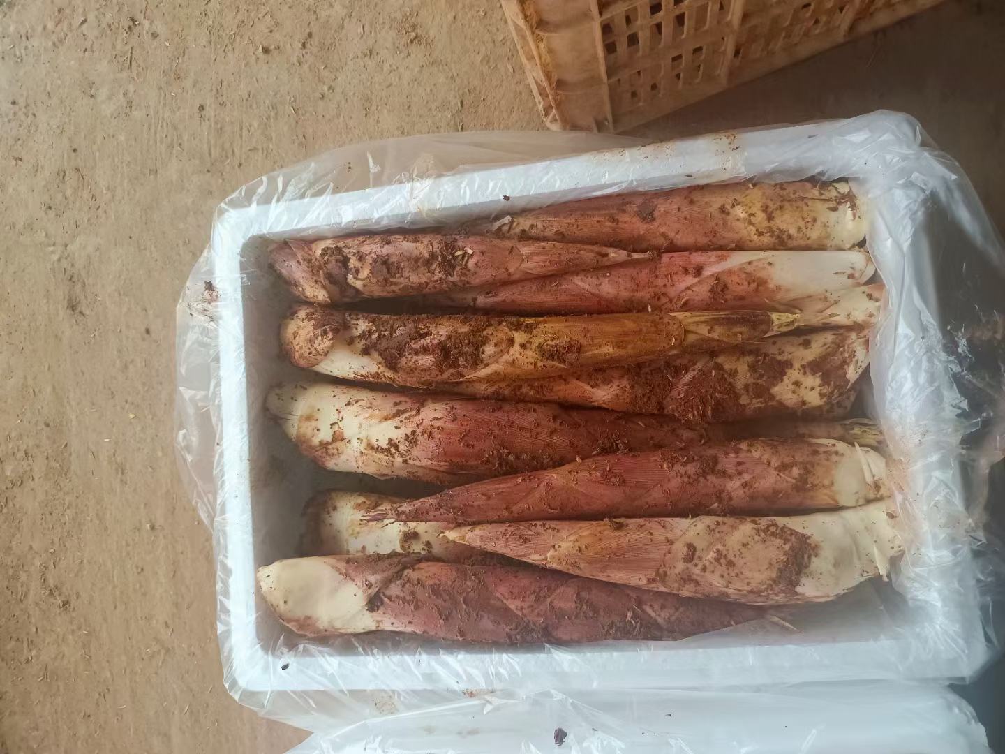 弋阳县雷竹笋分级包装车间现场