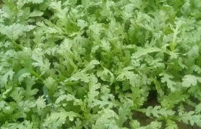 蒿子杆植物特写,展示其嫩绿叶片与茎部结构,背景为自然田野环境 蒿子杆植物特写