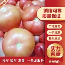 云南西红柿硬粉西红柿，产地直发，货源稳定供应全国市场