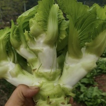 自己的基地直供，专业种植儿菜多年，菜的品相好，需要的老板