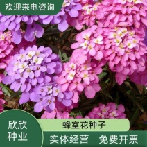 蜂室花种子矮生秋季物庭院屈曲花花籽花草室外花茂密观赏花坛