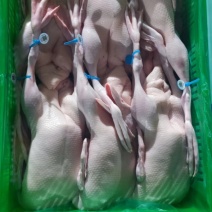 白条鸭