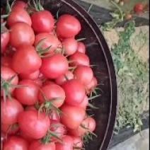 优质圣女果贝贝基地发货，货源充足