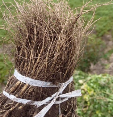 [批发]当归苗子价格15.00元/斤 - 一亩田