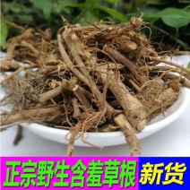 中药材含羞草正品新货包邮