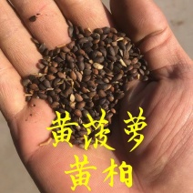 黄柏种子黄菠萝种子当年新采提供种植技术量大从优