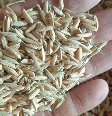 [长粒香大米批发]香米 鄂香2号 常规稻价格1.80元/斤 - 一亩田