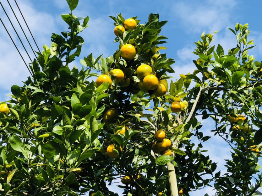 云南新平县皇帝柑果园航拍图