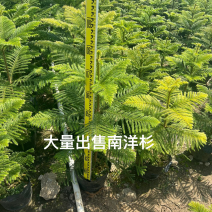 南洋杉