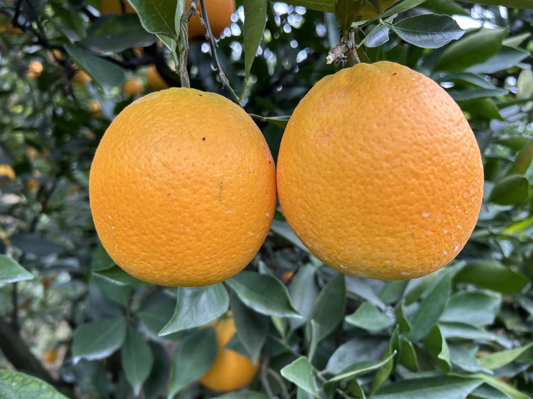 脐橙夏季修剪现场