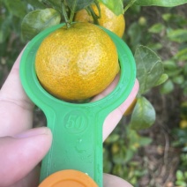 沙糖桔