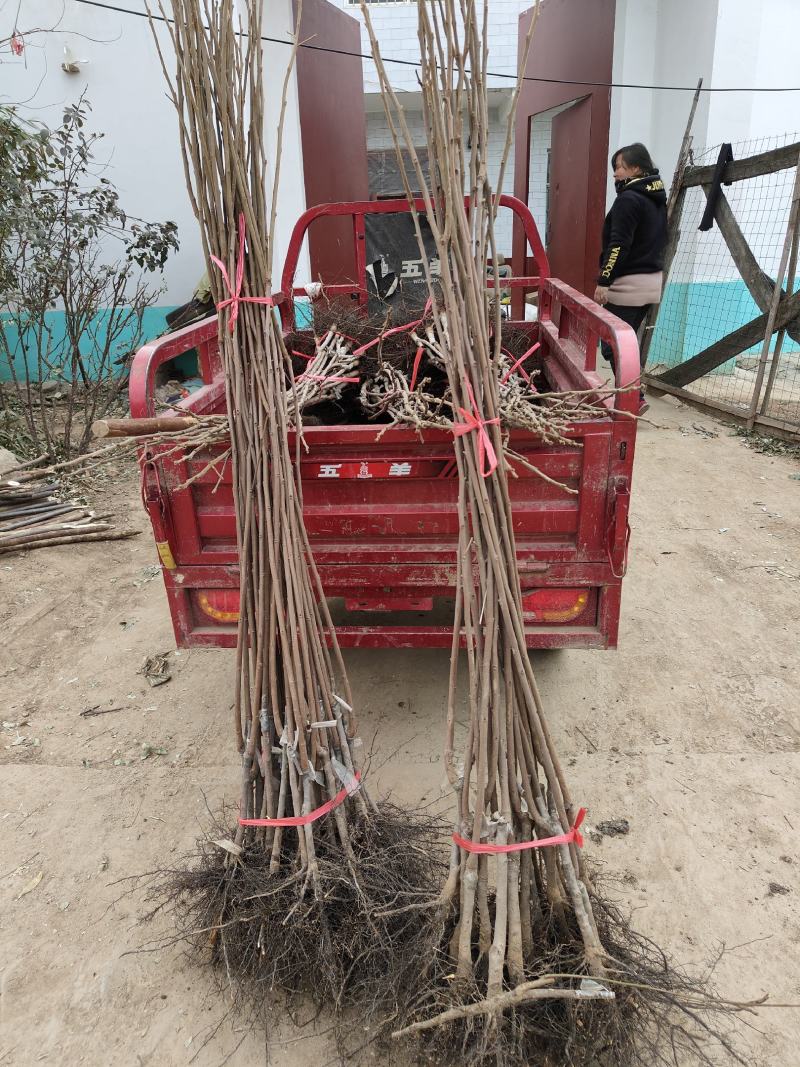 陕西西安临潼区柿子苗 3