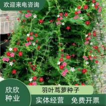 羽叶茑萝花种子易活室外庭院爬藤攀援植物圆叶茑萝五角星花籽
