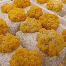优质金耳菌