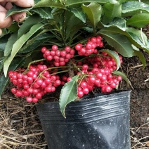 精品黄金万两富贵籽盆栽耐寒耐热植物，基地发货规格齐全