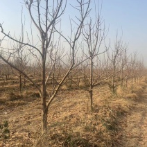 柿子树10-12公分，基地直销，山西吊红柿子树