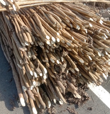 [杨树苗批发]千亩丹红杨苗圃基地价格1.00元/棵 - 一亩田