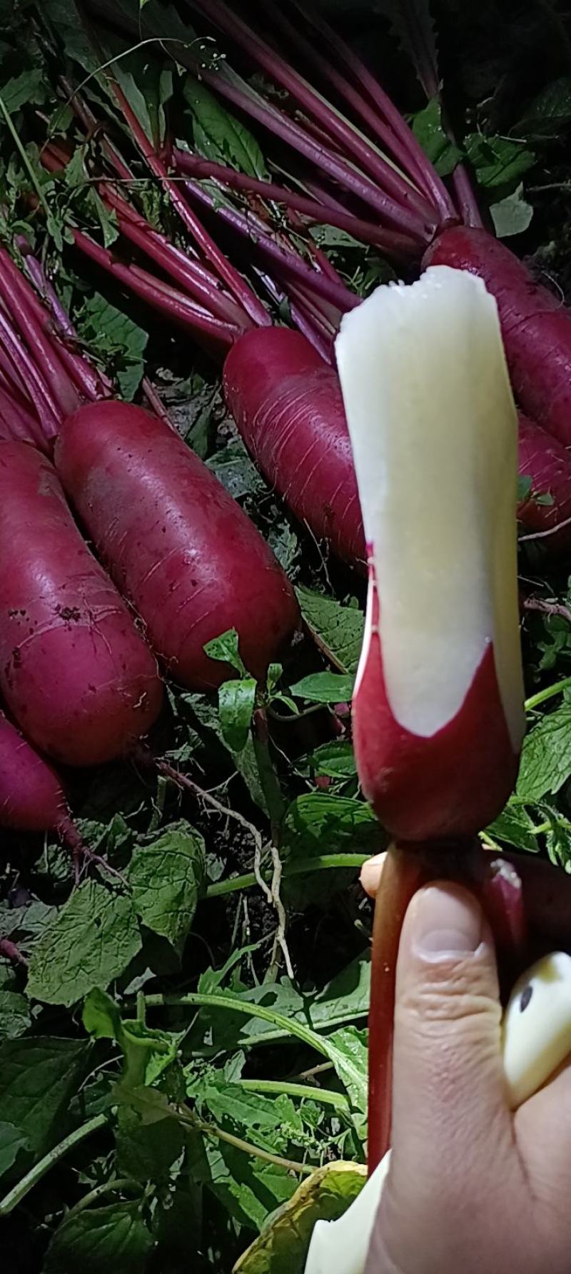 大红皮萝卜,大量上市,基地出货,质量保证