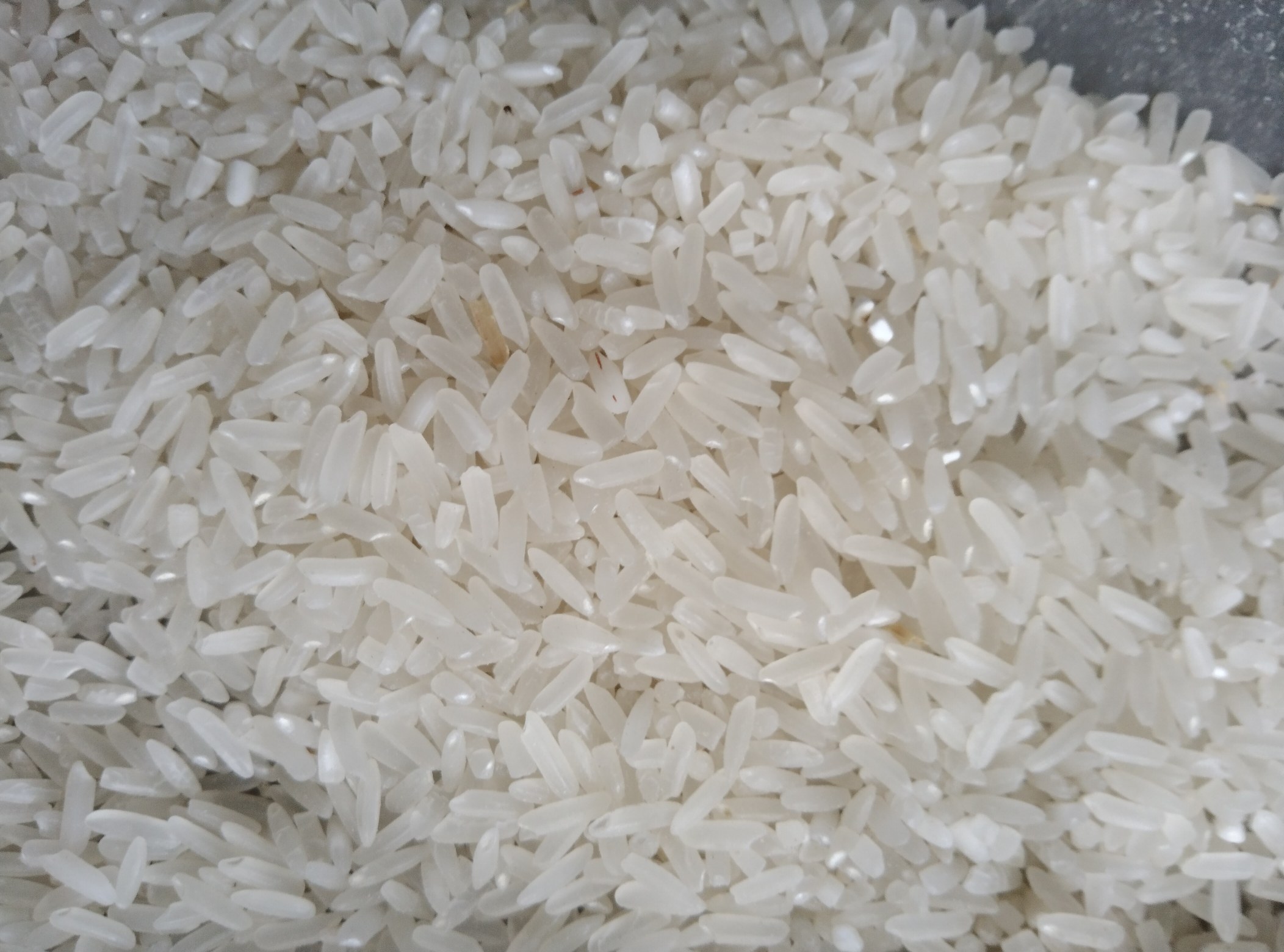 扫描电镜(SEM,2000×)显示:左侧五优稻4号米饭淀粉颗粒膨胀充分,表面呈蜂窝状多孔结构,利于香气挥发;右侧吉粳816淀粉颗粒排列更紧密,孔隙率低27%,解释其冷饭硬度保持优势;标尺均为10μm 五优稻4号与吉粳816蒸煮后米饭微观结构电镜图