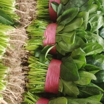精品菠菜【推荐】安阳精品大叶菠菜大量供应产地一手货源