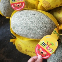 哈密瓜，晓蜜25哈密瓜，西州蜜，电商，美团拼多多一手货源