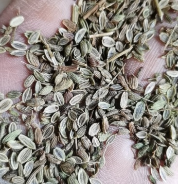 [防风批发]防风子价格28.00元/斤 - 一亩田