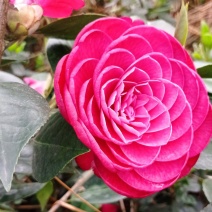 茶花苗