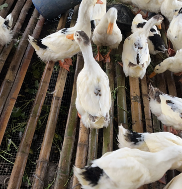 [花边鸭批发]花边鸭价格11.00元/斤 - 一亩田