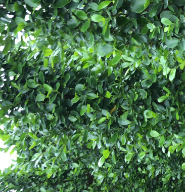 [榕树批发]精品火山榕价格18.00元/棵 - 一亩田