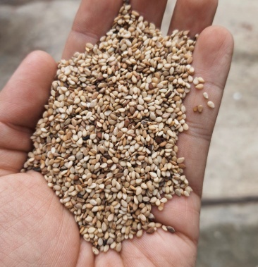 [芝麻批发]999白油麻价格11600.00元/吨 - 一亩田