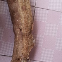 木薯