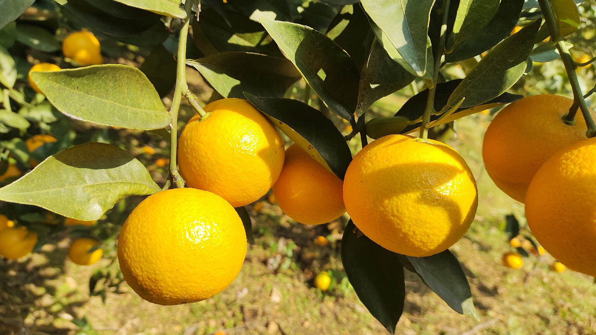 a甜橙采摘场景：晨曦中的橙园，果农佩戴草帽手工采摘，枝头挂满沉甸甸的橙果，叶片青翠，果实橙红饱满，阳光穿透叶隙洒下光斑，呈现生机勃勃的生态种植实景