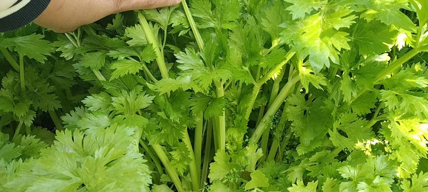 香芹植株特写