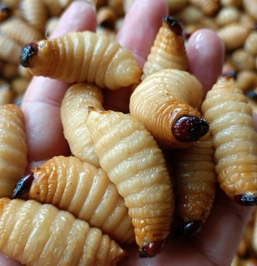 80元/斤 - 一亩田