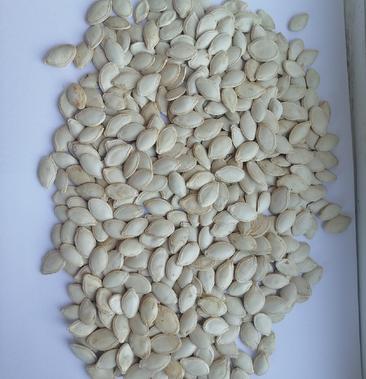 [大杂米批发]三瑞好杰8号西葫芦籽价格950元/斤 