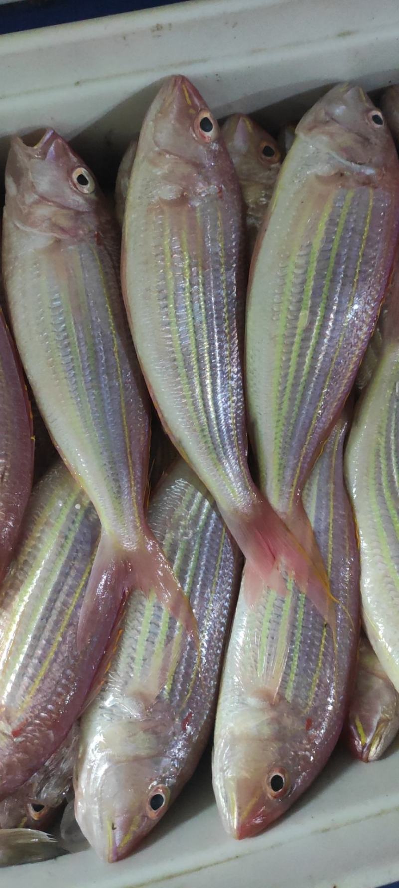 [海鲜礼包批发]广东江门台山市海鲜礼包 33.00元/斤金丝鱼, _ 一亩田