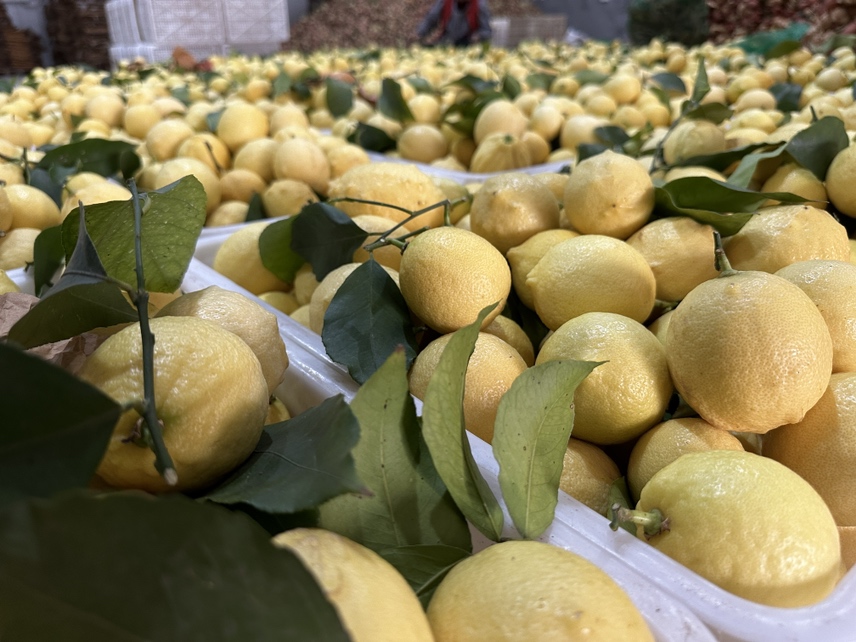 厨房中新鲜柠檬切片榨汁场景