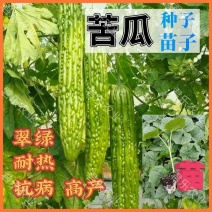 强雌苦瓜苗，产量高，抗病好，耐热耐寒，品种好