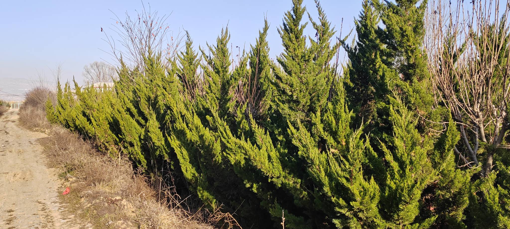 冬季雪后,一条蜿蜒的龙柏绿篱覆盖着薄雪,深绿色的枝叶与白色积雪形成鲜明对比,绿篱高度约1.6米,排列整齐,背景为淡蓝色天空和枯草景观,展示其在寒冷季节依然保持良好观赏性的特点 冬季雪景中的龙柏绿篱