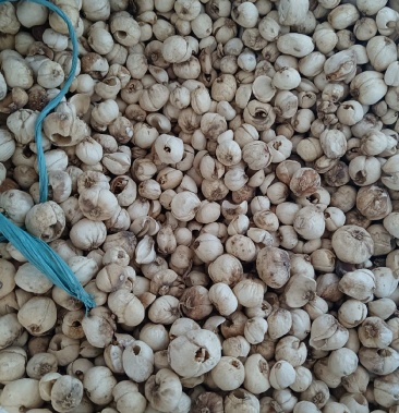 [伊贝母批发]伊贝母价格35.00元/斤 - 一亩田