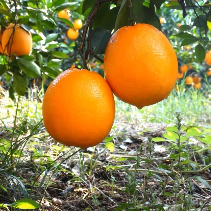湖南怀化芷江纽荷尔脐橙上市中口感好皮薄汁多橙子
