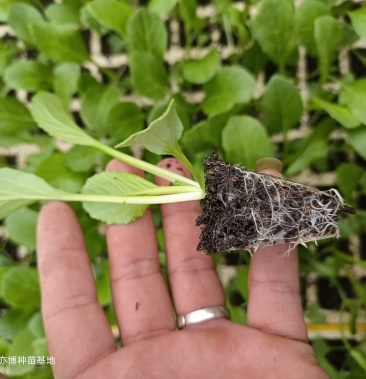 [白菜苗批发]连州菜心苗(苔菜苗)产量高,采收期长,口感甜脆.价格0.