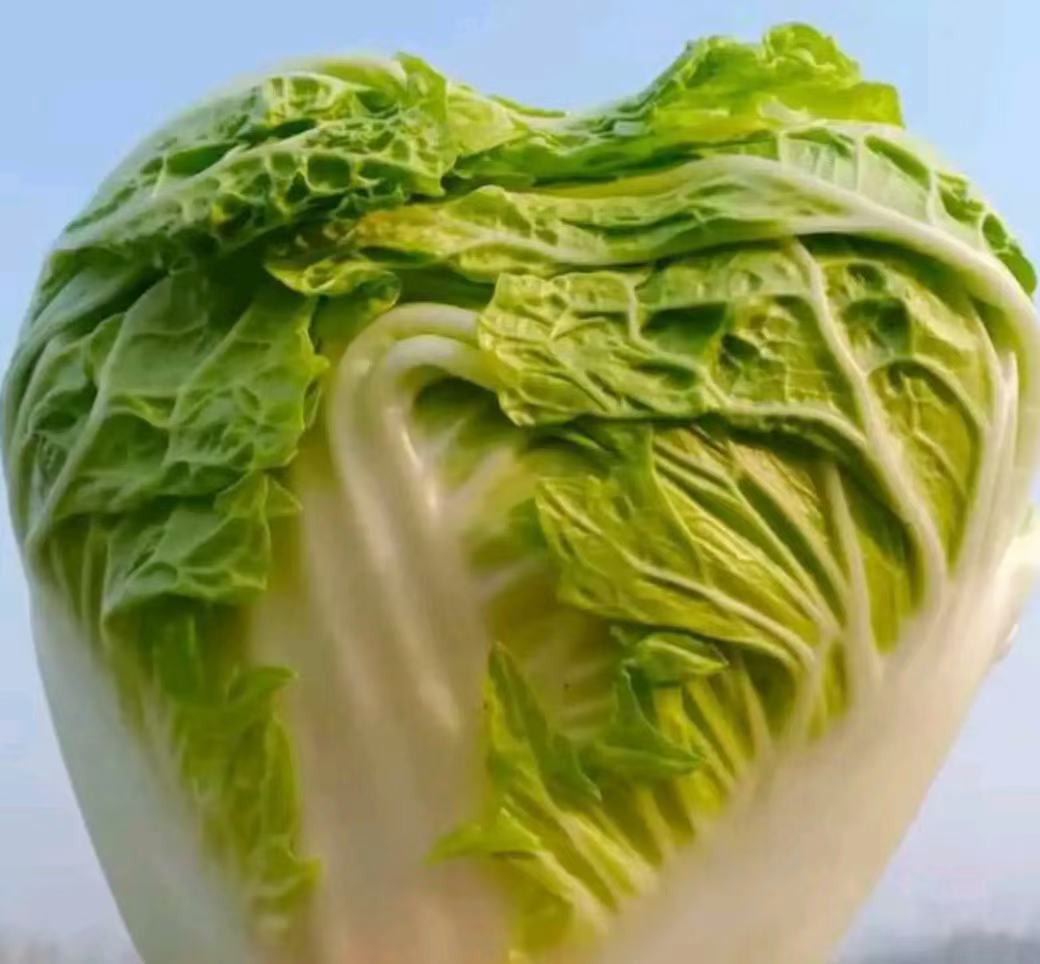 超市货架上整齐摆放的青杂三号白菜,叶片翠绿,叶球饱满 青杂三号白菜在超市货架上的展示