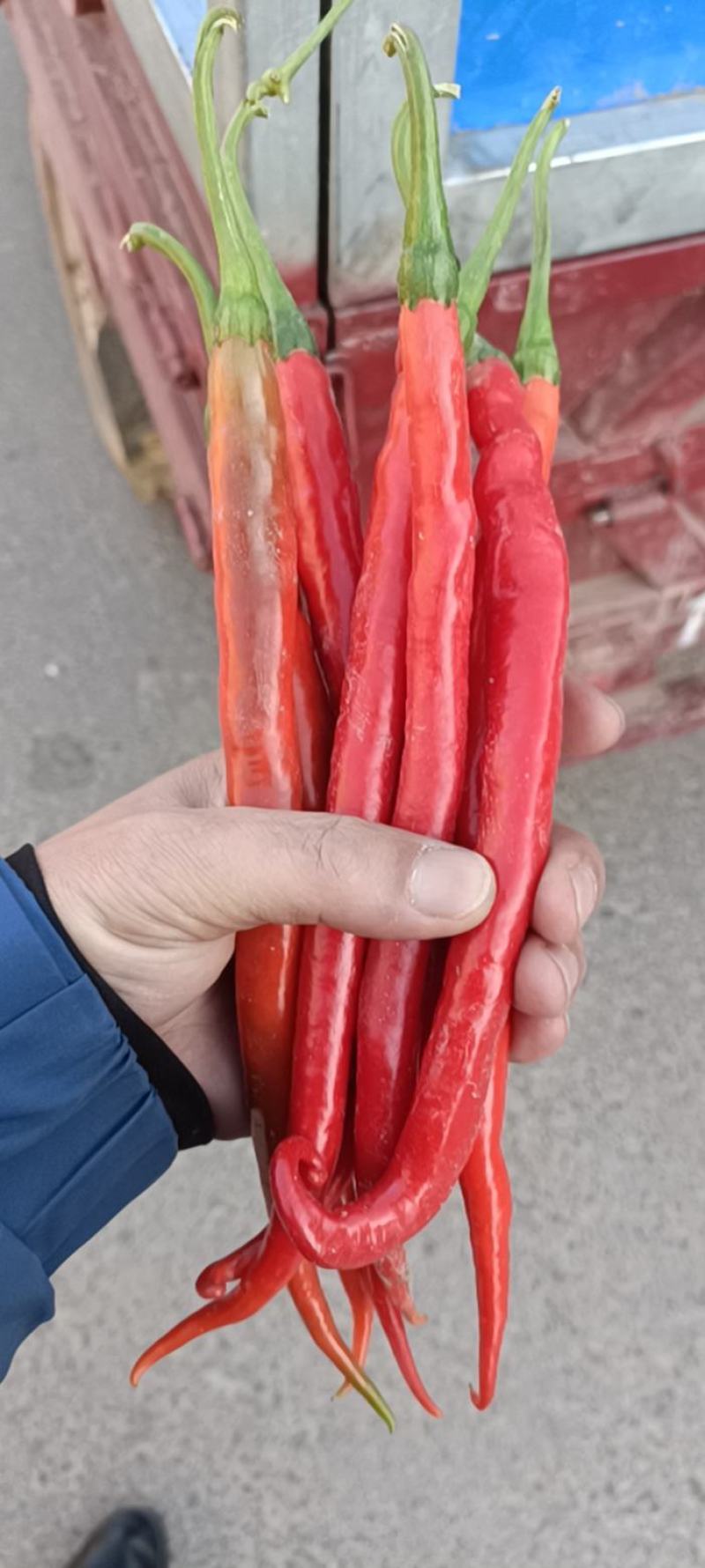 [线椒批发]甘肃陇南西和县鲜辣椒 1.60元/斤大量三号红线椒, _ 一亩田