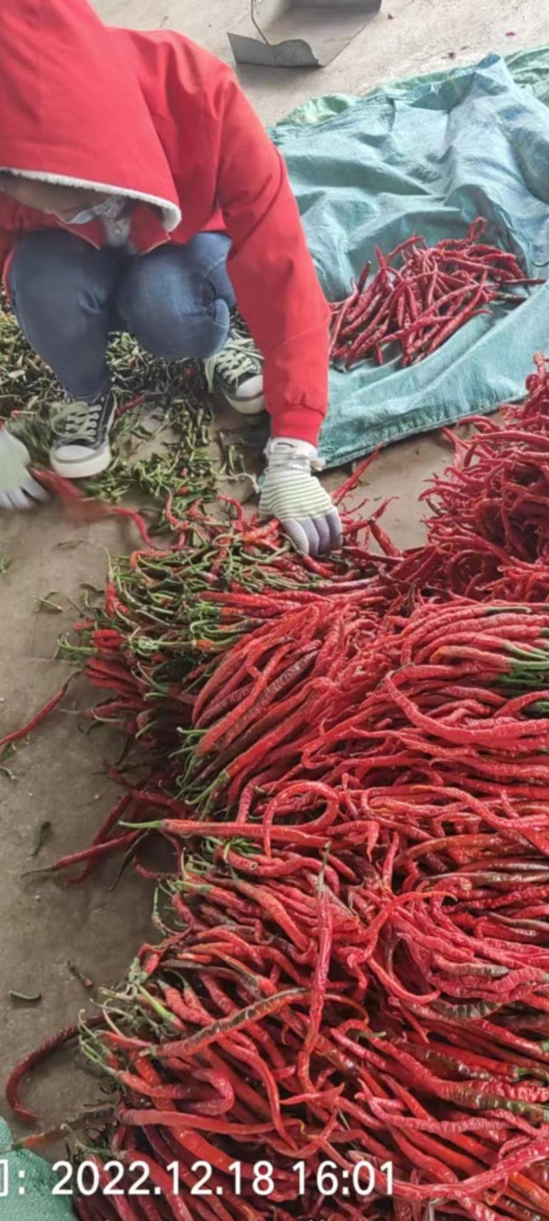 [线椒批发]甘肃陇南西和县鲜辣椒 1.60元/斤大量三号红线椒, _ 一亩田