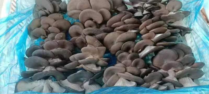展示平菇纯黑色特别新品种的整体形态,突出其黑色菌盖和紧凑的生长结构 平菇纯黑色特别新品种特写