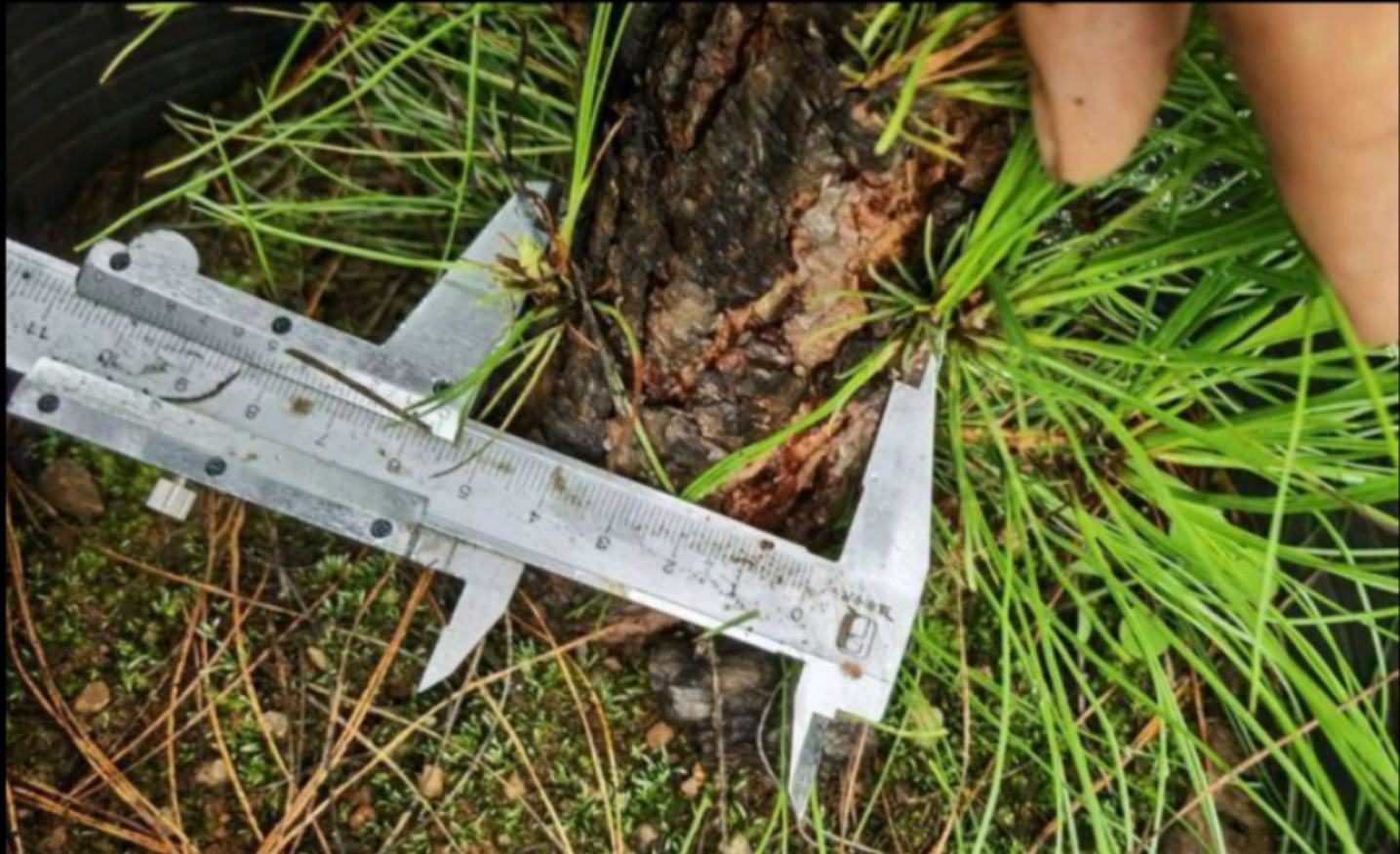 白皮松胸径测量示意图