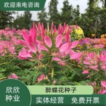 醉蝶花种子四季易种活阳台绿植盆栽庭院花卉种子花种子醉蝶花