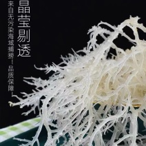 精品干货，产地批发，全干扎手，龙须菜、鹿角菜