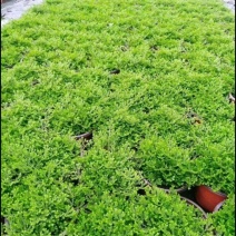 跳舞草苗